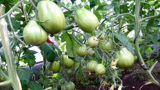 Самые вкусные сорта томатов! Сапсан и Пузата Хата!