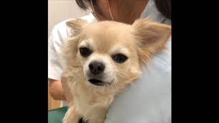 チワワの銀さん 恒例のフィラリア検査でマジ卍 おしゃべりペット