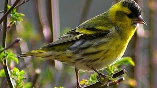 Чиж (Carduelis spinus) видеосъемка изнутри клетки.(снято на Sony HDR-AS20)
