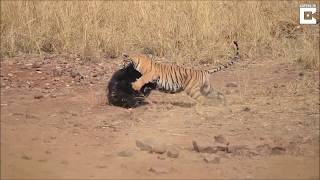 #схватка  Медведь против Тигра, схватка  2018. попавшая в объектив) tussle bear and tiger