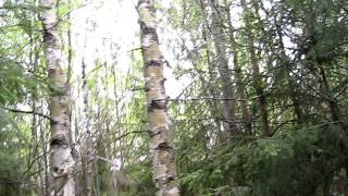 Охота с лайкой на рысь.