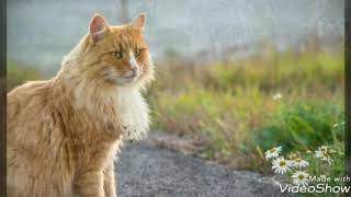 Коты-Воители в реальной жизни!???