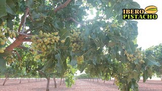Pistachos al Sol en los Campos Manchegos - IberoPistacho