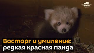 В зоопарке Берлина появился детеныш красной панды