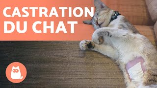 CASTRATION DU CHAT ?✂️ Age, avantages et inconvénients