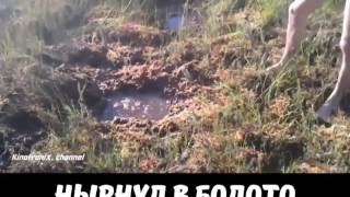 Нырнул в болото