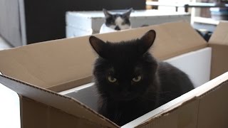 Jealousy