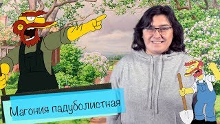 Магония падуболистная