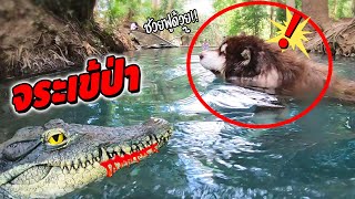 หมายักษ์ VS จระเข้ป่า!? (เกือบเอาชีวิตไม่รอด!!)