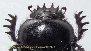 Miracle of Nature: Sacred Beetle Scarabaeus babori  (Scarabaeidae, Coleoptera)