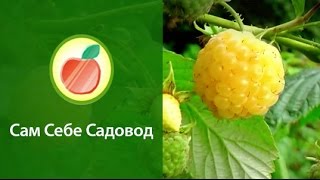 Желтоплодная ремонтантная малина Поранна Роса