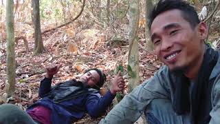 Ekspedisi Lebah Jampang #1/3 pohon lebah  (honey hunting)