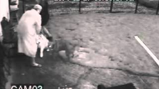 Alaskan Malamute slams pitbull mix
