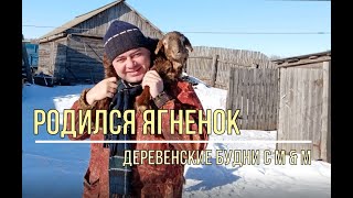 Родился Ягненок.01/2020. Деревенские Будни / Life in the village