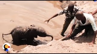 Baby Elephant Stuck In Mud Reunites With Mom | The Dodo