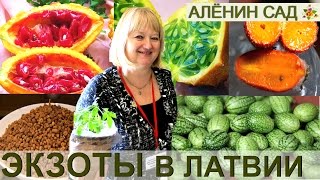 ЭКЗОТЫ в Латвии от Ирины Хрушкой / Лекция клуба "Tomats", Рига
