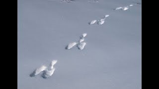 Отличная охота на Зайца 2018-19!!! Красивый ВЫСТРЕЛ!!! ( Дело было на Кубани 5 )( Закрытие сезона )