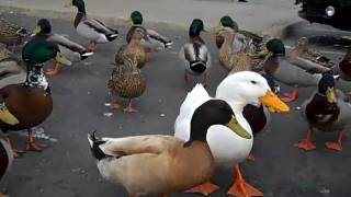 Feeding ducks and Geese Cheerios