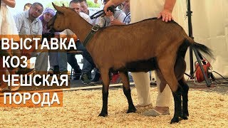 Чешская порода коз. Оценка экстерьерных качеств. Всероссийская выставка молочного козоводства.