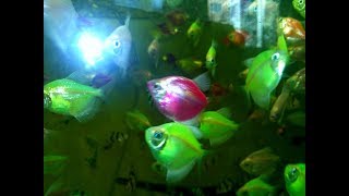 Нерест тернеции GloFish