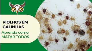 Aula 2  - Como CURAR PIOLHO DE GALINHA caipira e pichilinga no galo