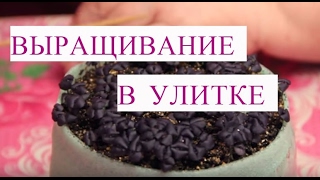 Базилик выращивание из семян в улитке.