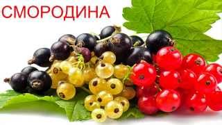Учим слова (Овощи фрукты и ягода)