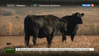 Золотой теленок как бизнес-модель разведение герефордов