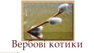 Вербові котики, 3 клас, малювання, як намалювати вербові котики, #draw, малюємо вербові котики