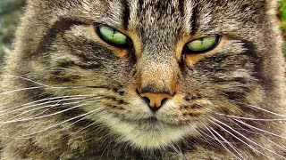 Cat For Cats To Watch - Nemesis - The Ultimate Alley Cat