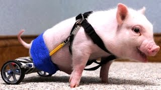 Schaffst du dieses Video ohne mitzufühlen?