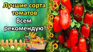 ЛУЧШИЕ СОРТА ТОМАТОВ ОТ КОТОРЫХ НЕ ОТКАЖУСЬ И ВСЕМ РЕКОМЕНДУЮ! ОБЗОР УРОЖАЙНЫХ СОРТОВ.