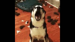 Blu eats his bed