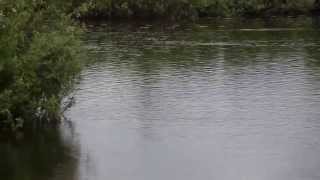 Тест приманок (Frog Popper) от Angler Fishing Group