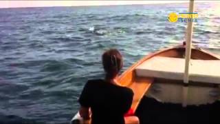 Ischia, delfini nella baia dei Maronti