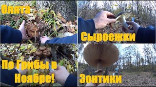 Грибы в ноябре. Опята Сыроежки Зонтики Моховички.