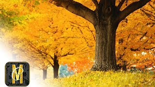 MUSICA CRISTIANA | HERMOSAS CANCIONES | Alabanzas Para Adorar A Dios En Oracion