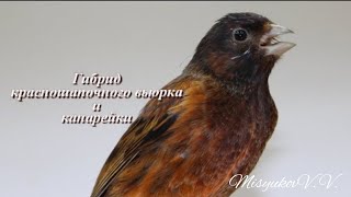 Гибрид красношапочного вьюрка и канарейки