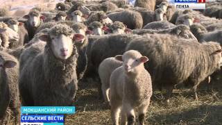 В Пензенской области начали возрождать цигайскую породу овец