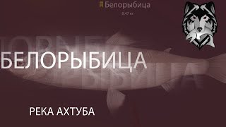 RF4! РР4! Русская рыбалка 4! Река Ахтуба - Белорыбица!