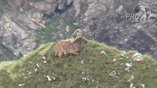 Azerbaijan Dagestan Tur Hunt