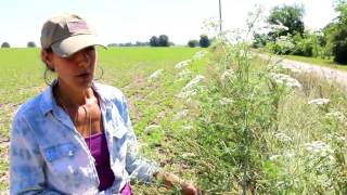 OFF GRID: FORAGING QUEEN ANN'S LACE