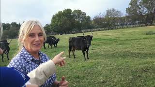 France Bleu Gard Lozère, J'ai testé pour vous: nourrir les taureaux de Camargue