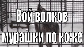 Вой волков, бросает в дрожь. Новосибирский зоопарк волки.