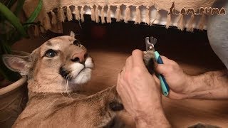 Маникюр для больших и маленьких котов. Manicure for big and small cats.