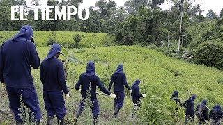 Erradicación de matas de coca avanza a toda marcha en Tumaco, Nariño l EL TIEMPO
