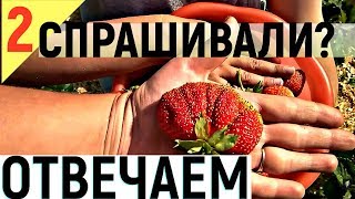 КЛУБНИКА ИЗ СВОИХ СЕМЯН - СТАРЫЕ СОРТА КЛУБНИКИ!