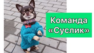 Как научить собаку команде суслик| Команда Зайка или Служить?| Дрессировка собак
