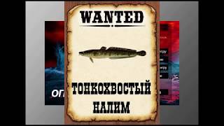 Ловим мутантов в РР3. Тонкохвостый налим.