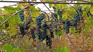 ВИНОГРАД КУДЕРКА, винный сорт
